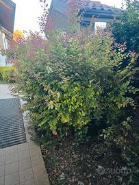 loropetalum chinense