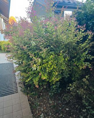 loropetalum chinense