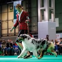 Australian shepherd pastore australiano per monte