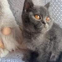 Gatto Scottish Straigt cucciolo