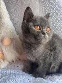 Gatto Scottish Straigt cucciolo