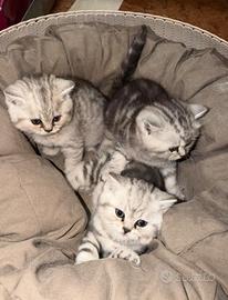 Cuccioli di british shorthair silver tabby