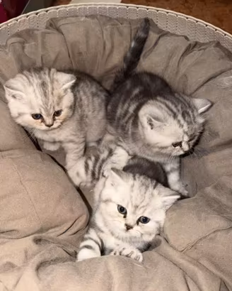 Cuccioli di british shorthair silver tabby