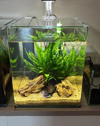 Aquario amtra 30 litri
