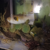 Ritiro pesci marini gratuitamente a domicilio