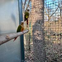 Coppie riproduttrici