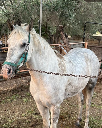 Cavallo