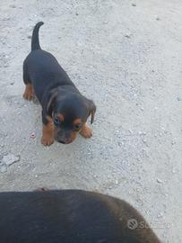 Pinsher maschio