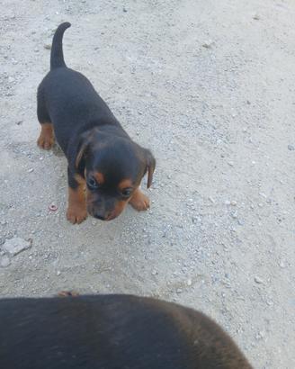 Pinsher maschio
