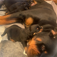 Cuccioli di rottweiler