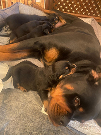 Cuccioli di rottweiler