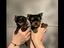 Immagine 4