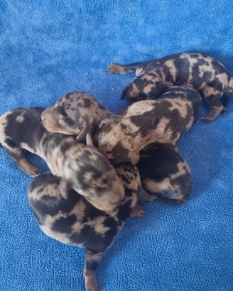 Bassotti a pelo corto, lungo e duro