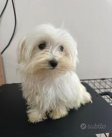 Maltese femmina
