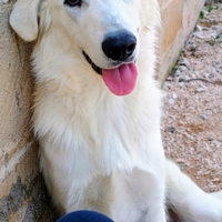 Cucciolone in adozione