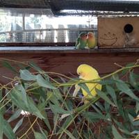 Inseparabili maschi e femmine