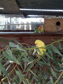 Inseparabili maschi e femmine