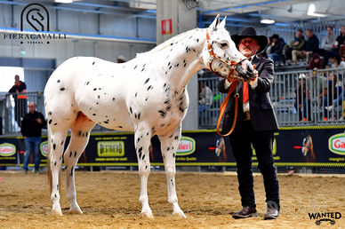 Stallone appaloosa