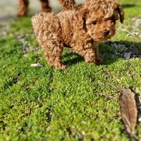 Barboncino da sogno: bellezza, salute e carattere