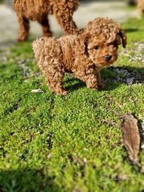 Barboncino da sogno: bellezza, salute e carattere