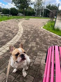 Cane da monta