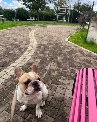 Cane da monta
