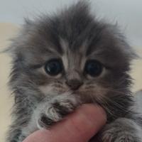 Scottish fold a pelo lungo
