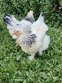Galline razza Brahma