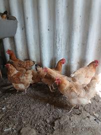 galline