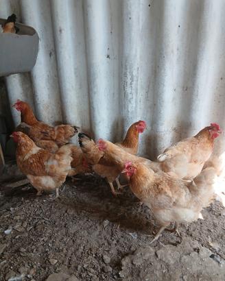 galline