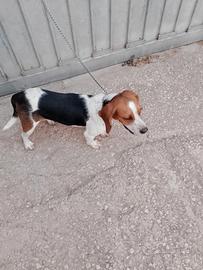 Cane da caccia Beagle maschio