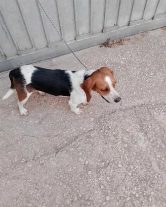 Cane da caccia Beagle maschio