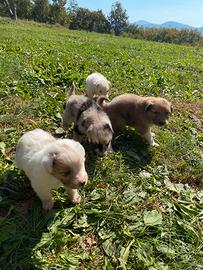 Cuccioli di cane