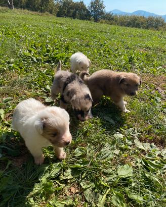 Cuccioli di cane