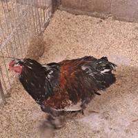 Gallo brahma millefiori