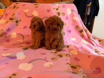 Cuccioli barboncino albicocca rosso