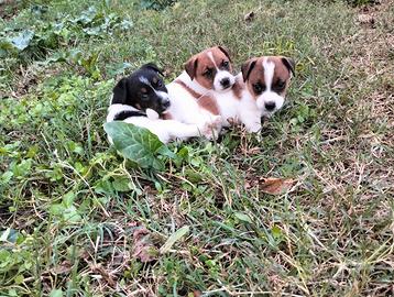 Jack russell t. cucioli