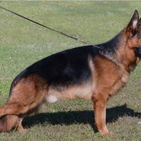 Cuccioli di Pastore Tedesco