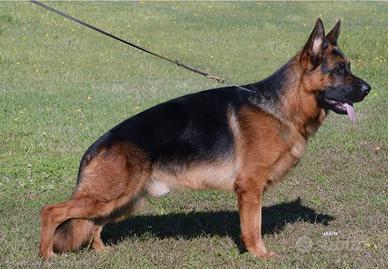 Cuccioli di Pastore Tedesco