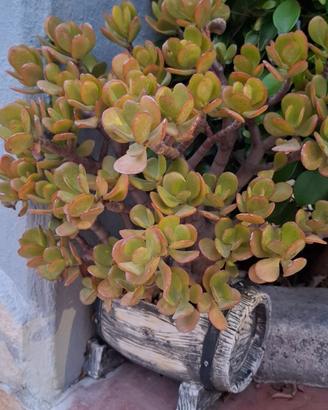 Varie piante grasse