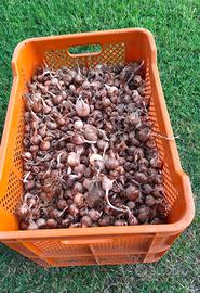 Bulbi zafferano biologico