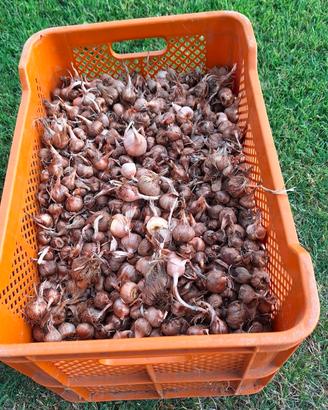 Bulbi zafferano biologico