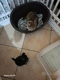 chihuahua