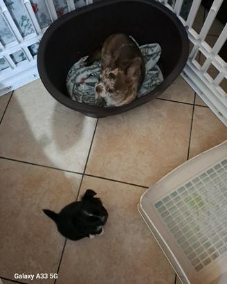 chihuahua