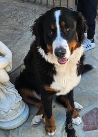 Bovaro Del bernese