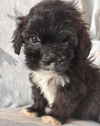 Cuccioli di cane ShihPoo