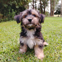 Morkie (maltese - yorkshire)