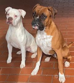 SPLENDIDI CUCCIOLI TIPO BOXER