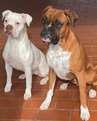 SPLENDIDI CUCCIOLI TIPO BOXER