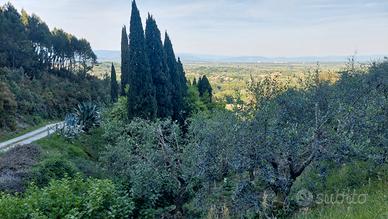 Oliveto di 3.290 mq con 160 piante